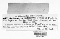 Mycosphaerella spleniata image